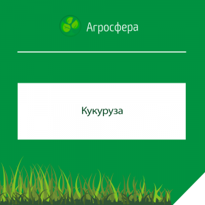 Кукуруза