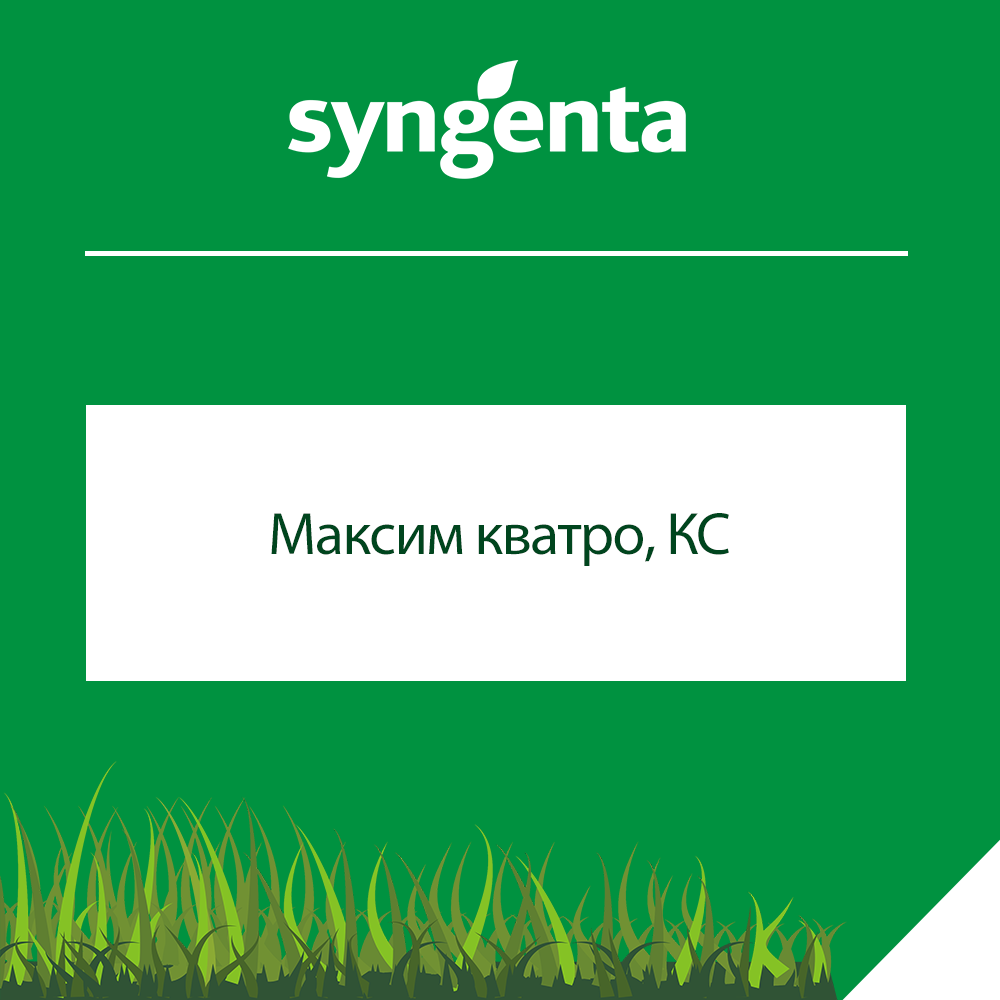 Максим кватро КС